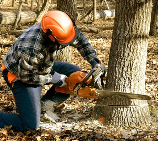 Tree Removal in Hampton, KY